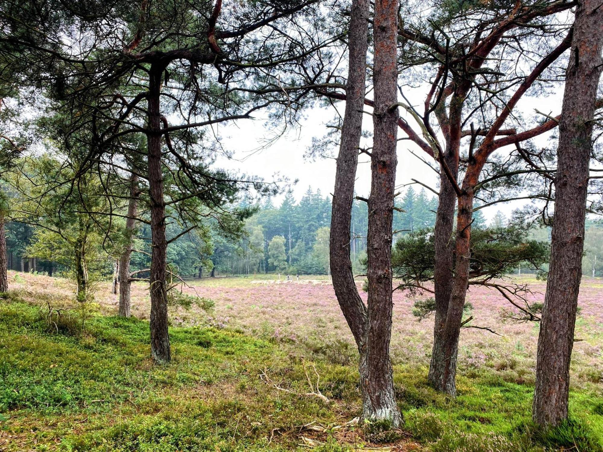 Huisje Aan De Bosrand - Veluwe Epe Esterno foto